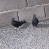 کبوتر زاغ