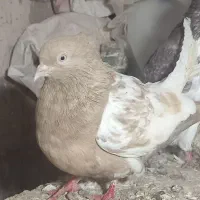 کبوتر