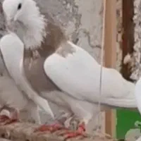 کلفه مایا اوچان