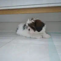 واگذاری سگ شیتزو صورت فلت اصل