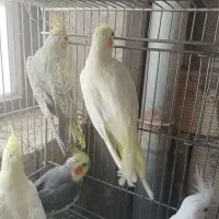 پرنده عروس هلندی