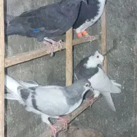 پرنده کبوتر