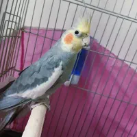 پرنده|پرنده|محمدشهر, سیدآباد|دیوار