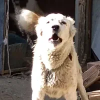 سگ افغان نر