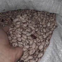 فروش لوبیا چیتی اعلای اصفهان  فقط کیلویی۴۵۰