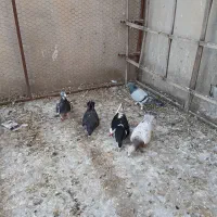 کبوتر پرشی