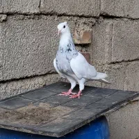 طوقی دم سفید و ساده فروشی