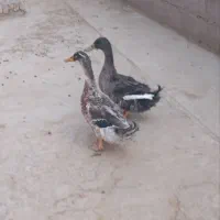 اردک محلی