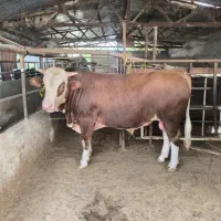 گوساله سیمینتال چاق درجه یک