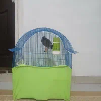 مرغ مینا سخنگو