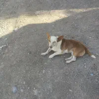واگذاری دوقلاده سگ پاکوتاه نر وماده