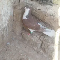 پرشی از حریف