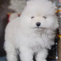 توله پامرانین