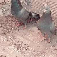 کبوترفروشی