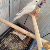 عروس هلندی