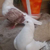 کبوتر تهرانی پرش سنگین