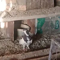 ساده سیاه