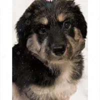 فروش توله هاسکی مینیاتوری