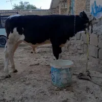 گوساله نر