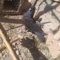 کبوتر نر