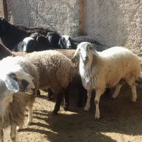 بره چاق وسرک دار۲تاماده۴تانر