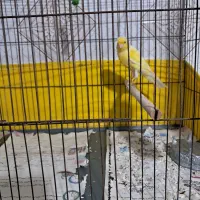 قناری|پرنده|زرندیه, |دیوار