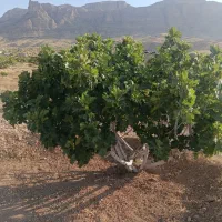 فروش ملک انجیرسرآسیاب هزارمتری روبه روتپه شهدا