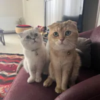فروش ۲ گربه اسکاتیش فولد