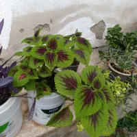 گل حسن یوسف و گل های دیگه