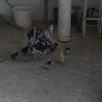 فروش. مرغ گلین. با جوجه