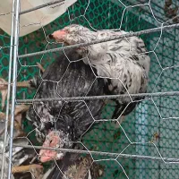 جوجه خروس دورگه(دورگه لاری محلی)