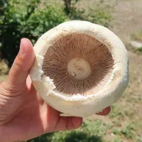 قارچ