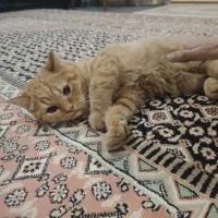 گربه برتیش گلد