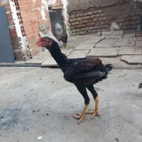 خروس لاری