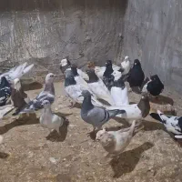 ۳۵ تا نرو ماده رنگی پلاکی