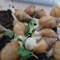 حلزون|خزنده|شیروان (خراسان), |دیوار