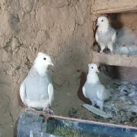 کفتر