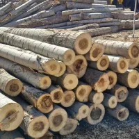 خرید چوب صنوبر و ضایعات باغی