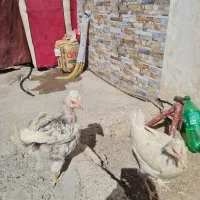 مرغ گلین