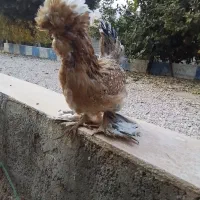 مرغ و خروس سلطان