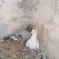 کفتر