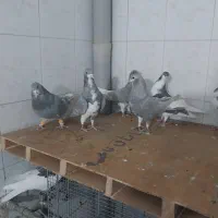 کبوتر یا کفتر هوایی