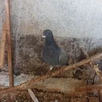 کبوتر