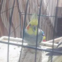 عروس هلندی جفت