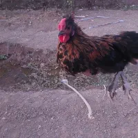 خروس جوان