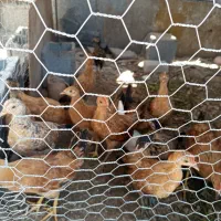فروش جوجه محلی اصل