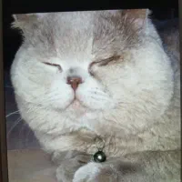 گربه نر فحل شده