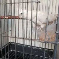 البینو ماده