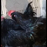 خروس سیاه و مرغ سیاه جهت قربانی زبح رایگان