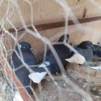 زاغ دم سفید